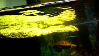 Map Turtle Care