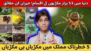 53,000 Spider Species! Top 5 Countries Full of Deadly Spiders  | Shocking Facts You Must Know!