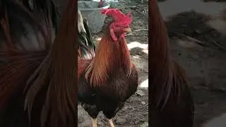 Real Village Life Moments You&rsquo;ll Never Forget 🌾🐓