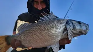Spigola tra la schiuma, su Keitech swing  impact saltellando sul fondale