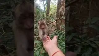 Funny little monkeys #animals #monkeys #pets #Funny #monkeys2024 #animals2024