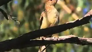 Experience_of_Uluru.mov