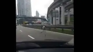 Ostrich running 90s