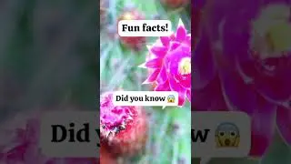 Facts about Cactus 🌵😲#facts #funfacts #cactus #plants