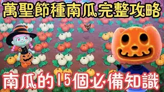 【Anny動森攻略】萬聖節種植南瓜的完整攻略 | 15個南瓜必備知識 | 你需要知道的都在這裡啦 | 異色南瓜出現機率 | 遊戲攻略【動物森友會】