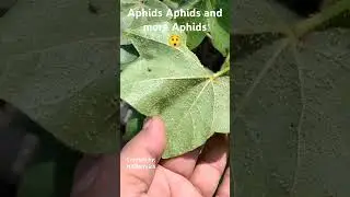 Aphid is an important pest as well as not easy to control #insecticide #pestcontrol #solution