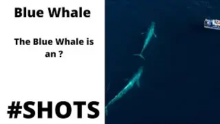 #shorts #bluewhale #youtubeshorts #wildtour #wildanimals #wild tour