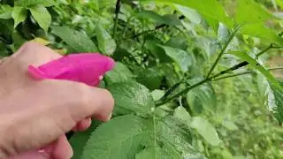 #Saponemolledipotassio #afidi #urbanfarmer Afidi Vs Sapone Molle di Potassio