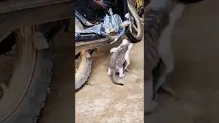 Cat And Rat funny Fight #funny Janvar Bolte Hai #fun