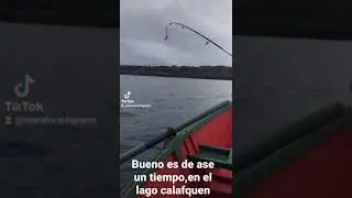 pesca lago calafquen
