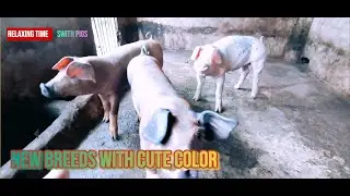 New Breeds Vs Old Breeds of Pigs #animals #youtube #viral