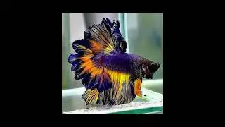 beautiful Betta fish | #short