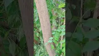 Woody Stem 🌿🍀🍀🍀🍀🍀🍀☘️☘️🍀