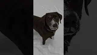 Hot Tent Camping in a Snow Storm with My Dog #camping #adventure #nature #outdoors