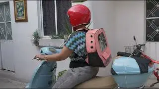#PerrosEnMoto #ChihuahuaAventurero #SeguridadMascotas #ViajaConTuPerrito #TransportadoraParaPerros