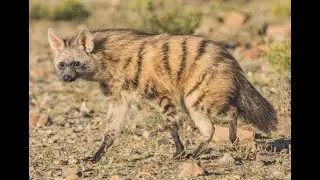 Aardwolf Facts on World Hyena Day