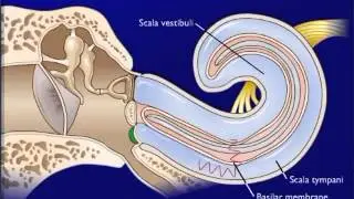 effect of sound waves on cochlear structures