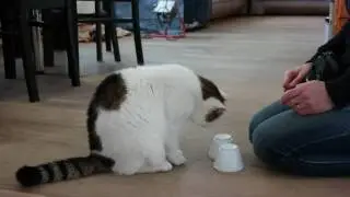 Clickertraining mit Katze Candy Teil 5 Juli 2016