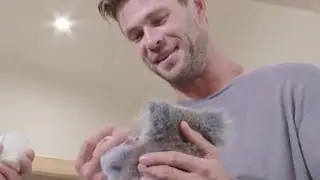 Chris Hemsworth feeding a baby  koala bear