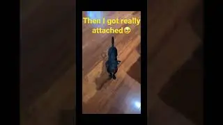How I convinced my parents to get me a dog!!! 🥰🥰🥰