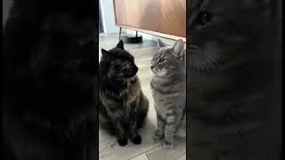 Two Cats Playing Happily Together