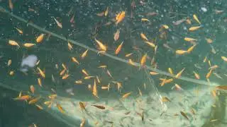 Koi Fry - 3 weeks old - Daphnia 🥳
