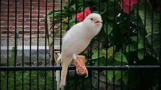 Doesn't Your Canary Sing? Put This On, HE Will Sing a Lot‼️ Belgian Canary🐦
