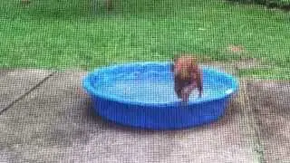 Chewy - our Rescue Dog - loves his new pool.