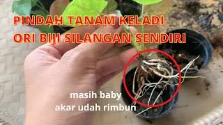 TANAMANMINI EPS.71 | PINDAH TANAM KELADI HYBRID ORI BIJI HASIL KAWIN SILANG SENDIRI!!