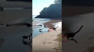 When Monkeys Turn into Dinosaurs?! || Best of Internet