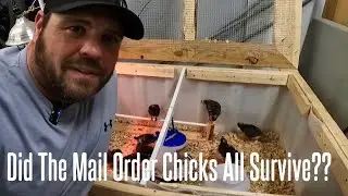 My Experience Ordering Chicks From The Chicken Outfitter Hatchery #chickens #homestead