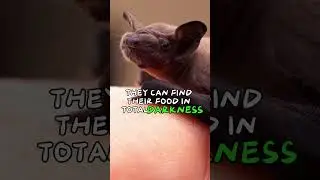 Bat's Amazing Facts #viral #shorts #animalfacts  #animal #animals #bat #facts #viralvideos