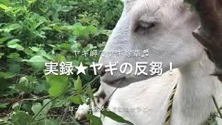 ヤギの反芻★反芻動物、山羊の反芻を実況！