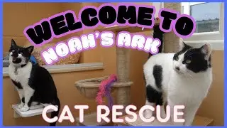Welcome to Noah's Ark Cat Rescue