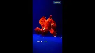 #shorts #DiversDen #Anglerfish #Frogfish #WartskinAnglerfish #MarineFish #SaltwaterAquarium