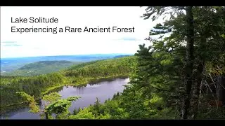 Lake Solitude - Experiencing a Rare Ancient Forest
