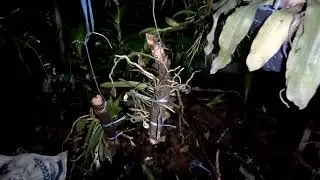 Trixspermum centipeda