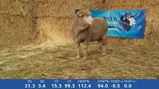 LOT 148
