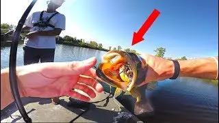 Fish DESTROYS Topwater Frog In Clear Water