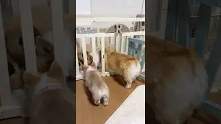 生後2ヶ月のコーギー🐶千住犬レンお兄ちゃんの真似ばかり🍒&acute;-