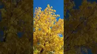 Strong winds beautiful tree  being blown so hard by the house