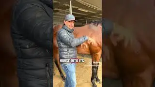 ТОЧНО как проверить ЗУБЧАТУЮ мышцу у &laquo;подпруги&raquo; или &laquo;поджарой&raquo; лошади!