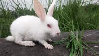 Cute Rabbits in the Wild! 🌱🐰 Digging, Running, Munching & Relaxing in the Green Grass