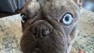 Oscar needs a nose job! #frenchbulldog #doglover #puppy