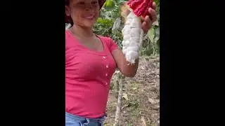 ASÍ COSECHAMOS EL CACAO