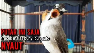 trucukan gacor TARUNG ropel panjang ini paling ampuh buat pancingan trucukan agar bunyi EMOSI