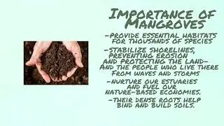 SLCS | Special Activity (Science), Grade 6 Students , SY 2021-2022 Topic: All about Mangroves