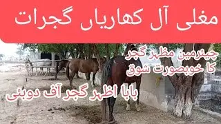 Ch Mazhar Gujjar|Mughli all|Kharian|Shok|Visit|Horse lover video|Aminpur Bangla ki Dunya|