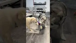 Мой щенок и пожилая собака впервые играют. #щенки