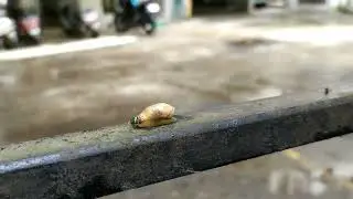 Green banded broodsac! | Crazy parasite | Freak of nature